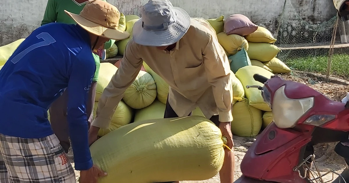 Cà Mau: Xác minh thông tin thương lái ‘quỵt’ tiền mua lúa nông dân